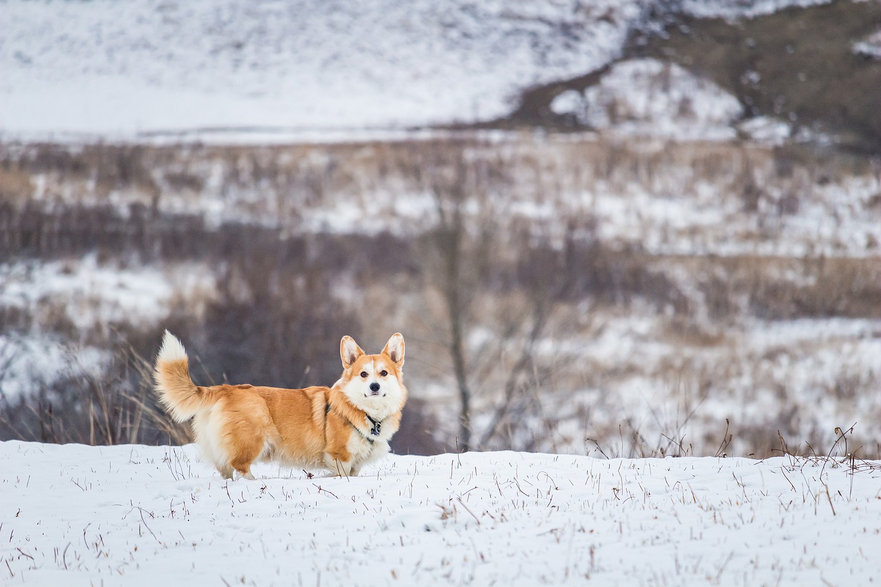 animal, dog, corgi-6889575.jpg